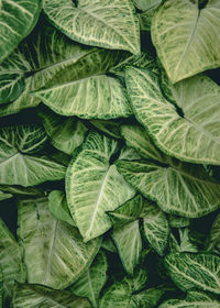 Full frame shot of green leaves