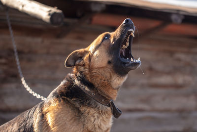 Close-up of a dog looking away