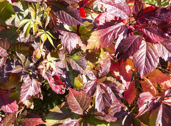 Close-up of autumn leaves on plant