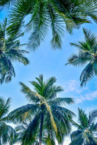 Low angle view of palm trees against blue sky