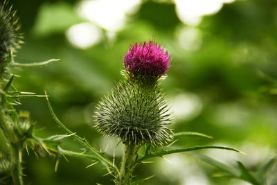 Close-up of thistle flower