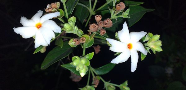 Close-up of white flowering plant