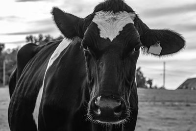 Close up black and white image of a holstein dairy cow