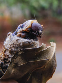 Close-up of snail on tree