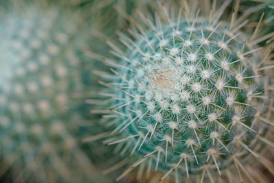 Full frame shot of succulent plant