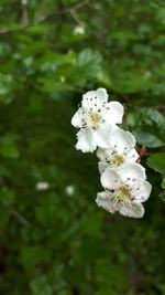 Close-up of white flowering plant