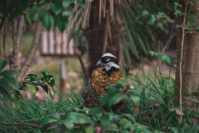 Close-up of bird perching on tree