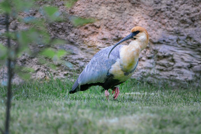 Close-up of a bird on field