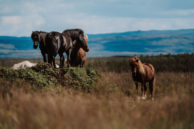 Horses grazing on field