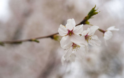 Close-up of white cherry blossom plant