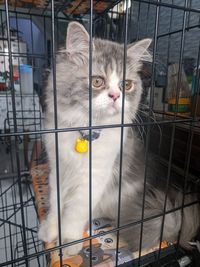 Portrait of cat in cage