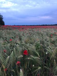 Scenic view of field against sky