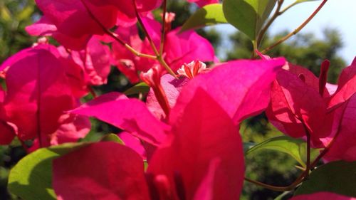 Close-up of pink bougainvillea blooming outdoors