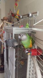 View of birds in cage