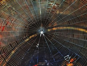 Full frame shot of spider web