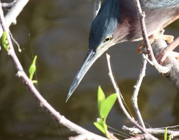 Close-up of bird perching on branch