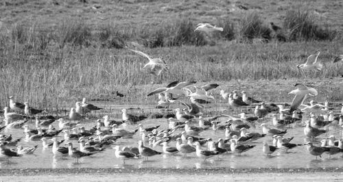 Flock of birds flying over water