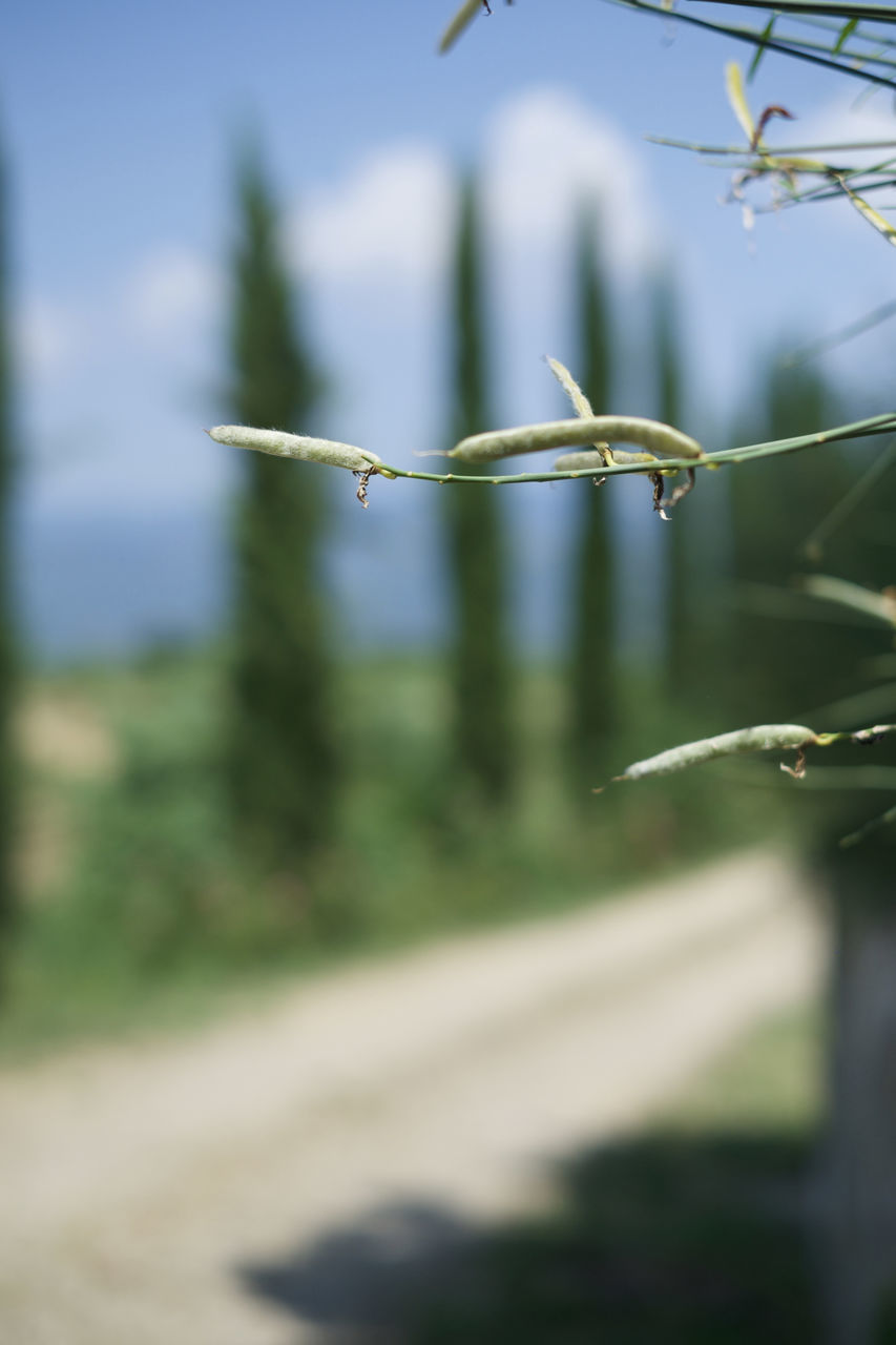 CLOSE-UP OF PLANT