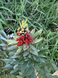 High angle view of red flowering plant on field