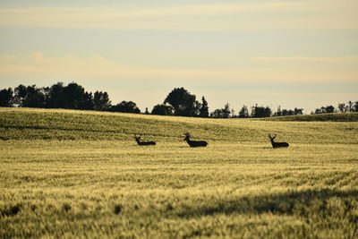 Scenic view of farm against sky