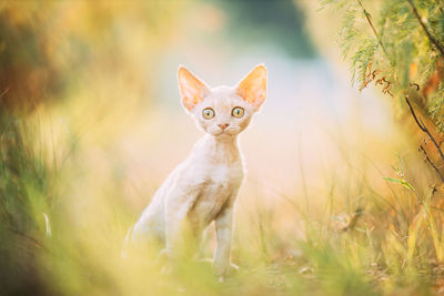 Portrait of cat on field