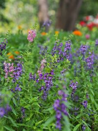 Close-up of purple flowering plants on field