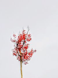 Low angle view of tree against clear sky