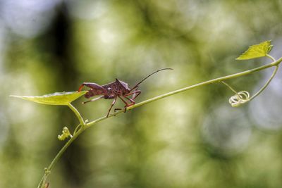 Close-up of insect on plant