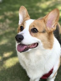 Close-up portrait of dog