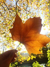 Low angle view of yellow leaves on tree trunk