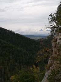 Scenic view of forest against sky