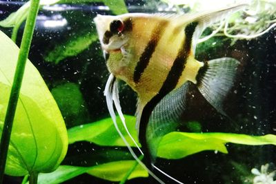 Close-up of turtle swimming in aquarium