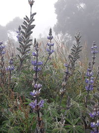 Purple flowering plants on field against sky