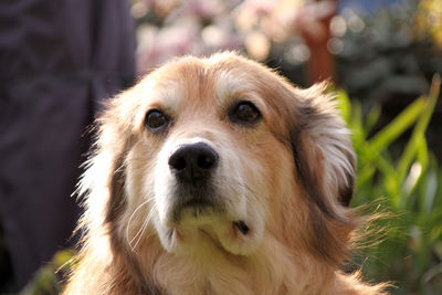 Close-up portrait of a dog