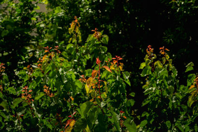 View of flowering plants and leaves in yard
