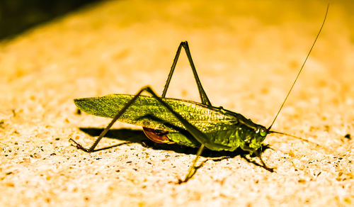 Close-up of insect