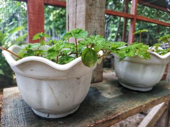 Close-up of potted plant on table