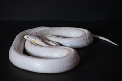 Close-up of snake