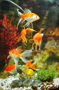 Fish swimming in sea