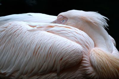 Close-up of pelican resting at night