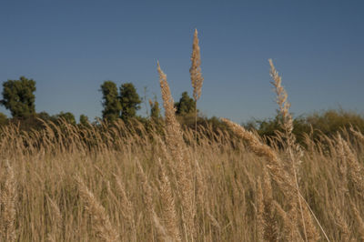 View of stalks in field against clear sky