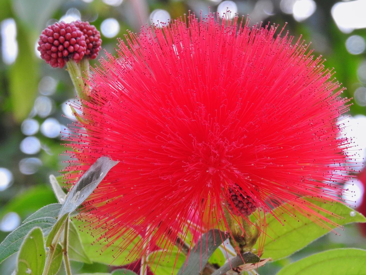 flower, freshness, growth, fragility, red, beauty in nature, close-up, flower head, focus on foreground, petal, nature, plant, blooming, single flower, stamen, pollen, in bloom, day, outdoors, leaf