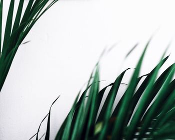 Close-up of fresh green grass