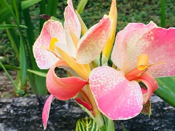 Close-up of pink lily flowers