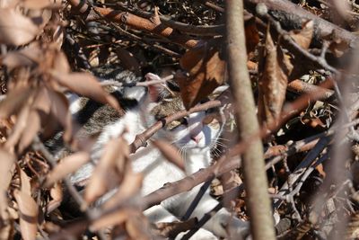 Close-up of birds on dry leaves