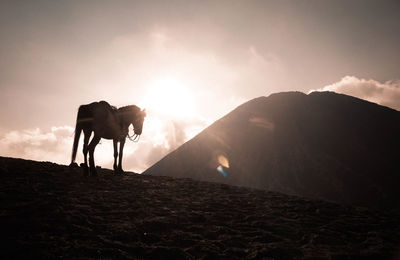 A horse standing under mount bromo indonesia.