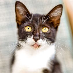 Close-up portrait of cat