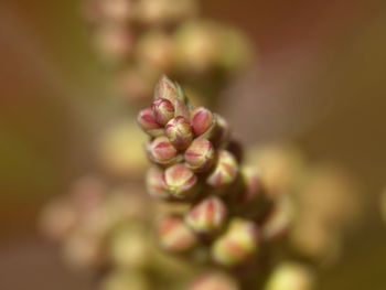 Close-up of flower buds