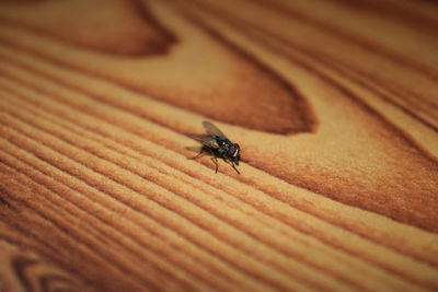 Close-up of fly on wood