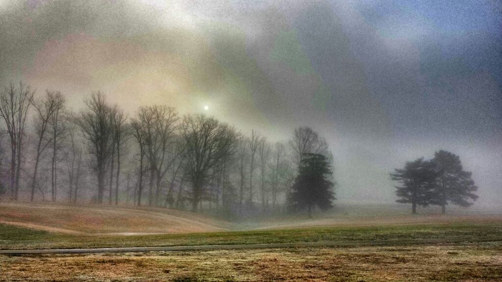 tree, tranquility, tranquil scene, landscape, weather, bare tree, field, scenics, fog, sky, nature, beauty in nature, foggy, non-urban scene, grass, cloud - sky, dusk, idyllic, outdoors, no people